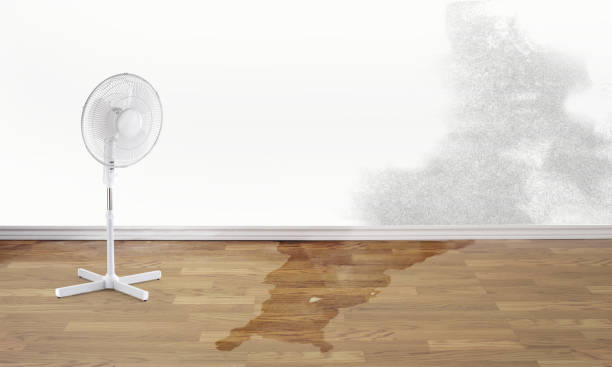 Best Professional water damage repair  in Amory, MS